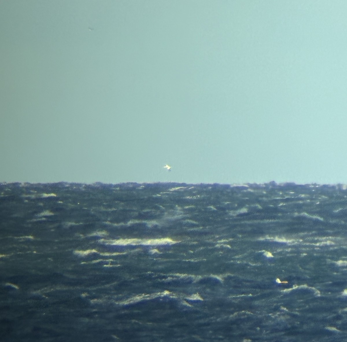 havsule - ML644661163