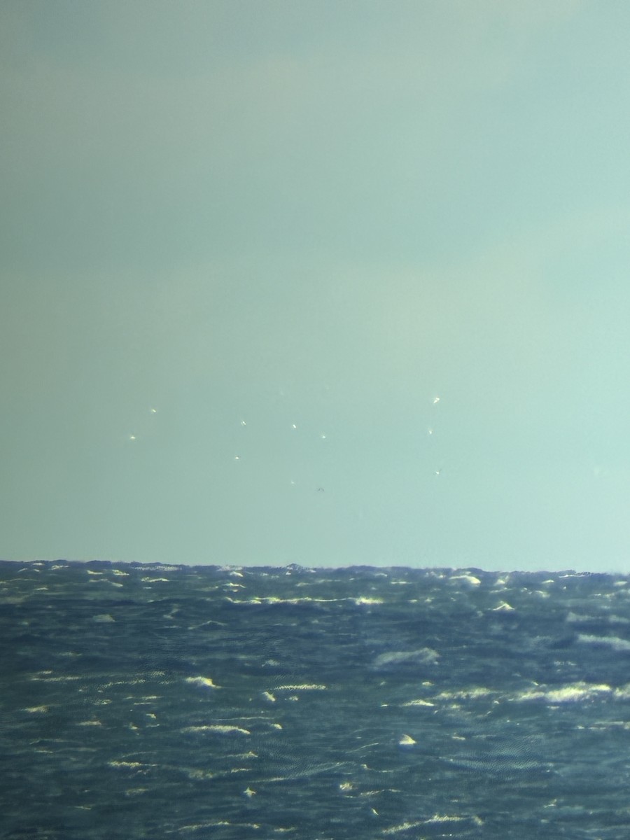 havsule - ML644661165