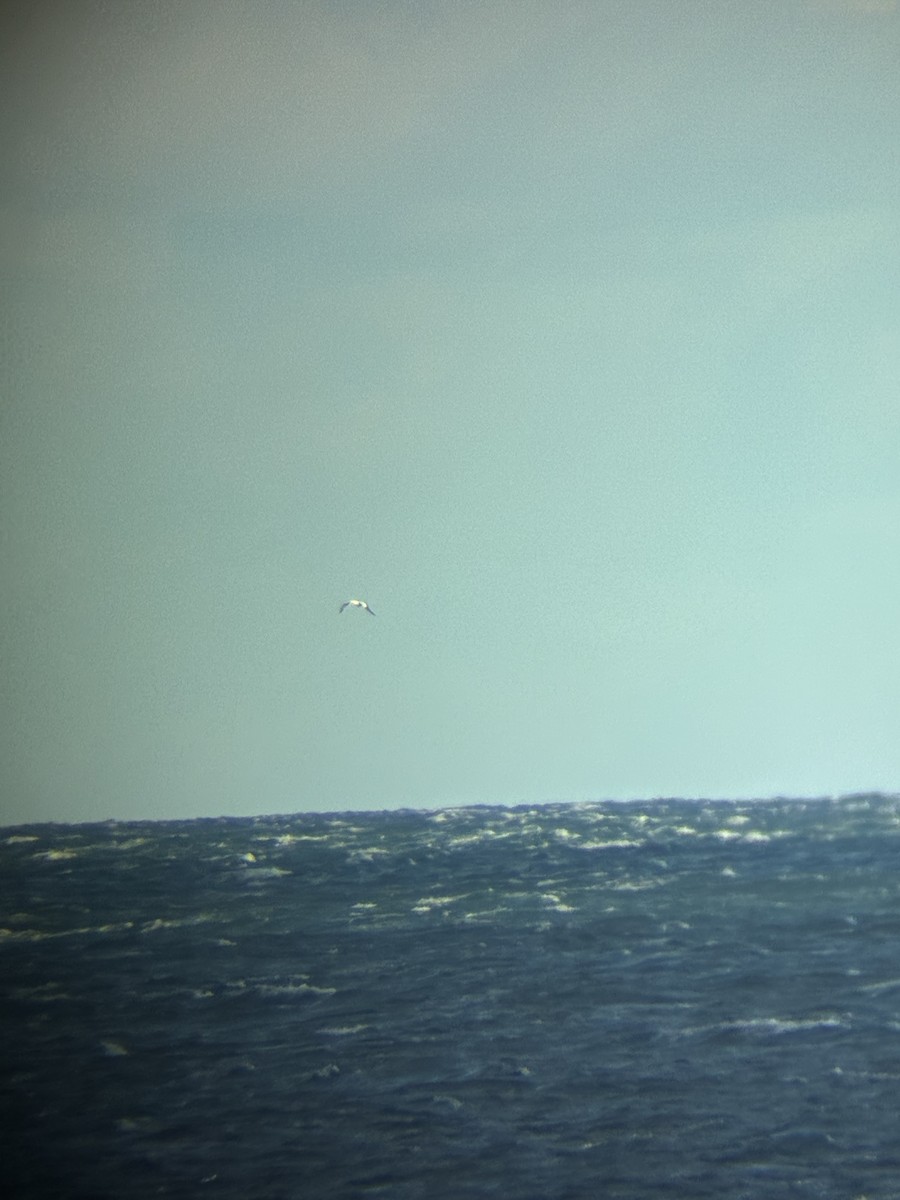 havsule - ML644661166