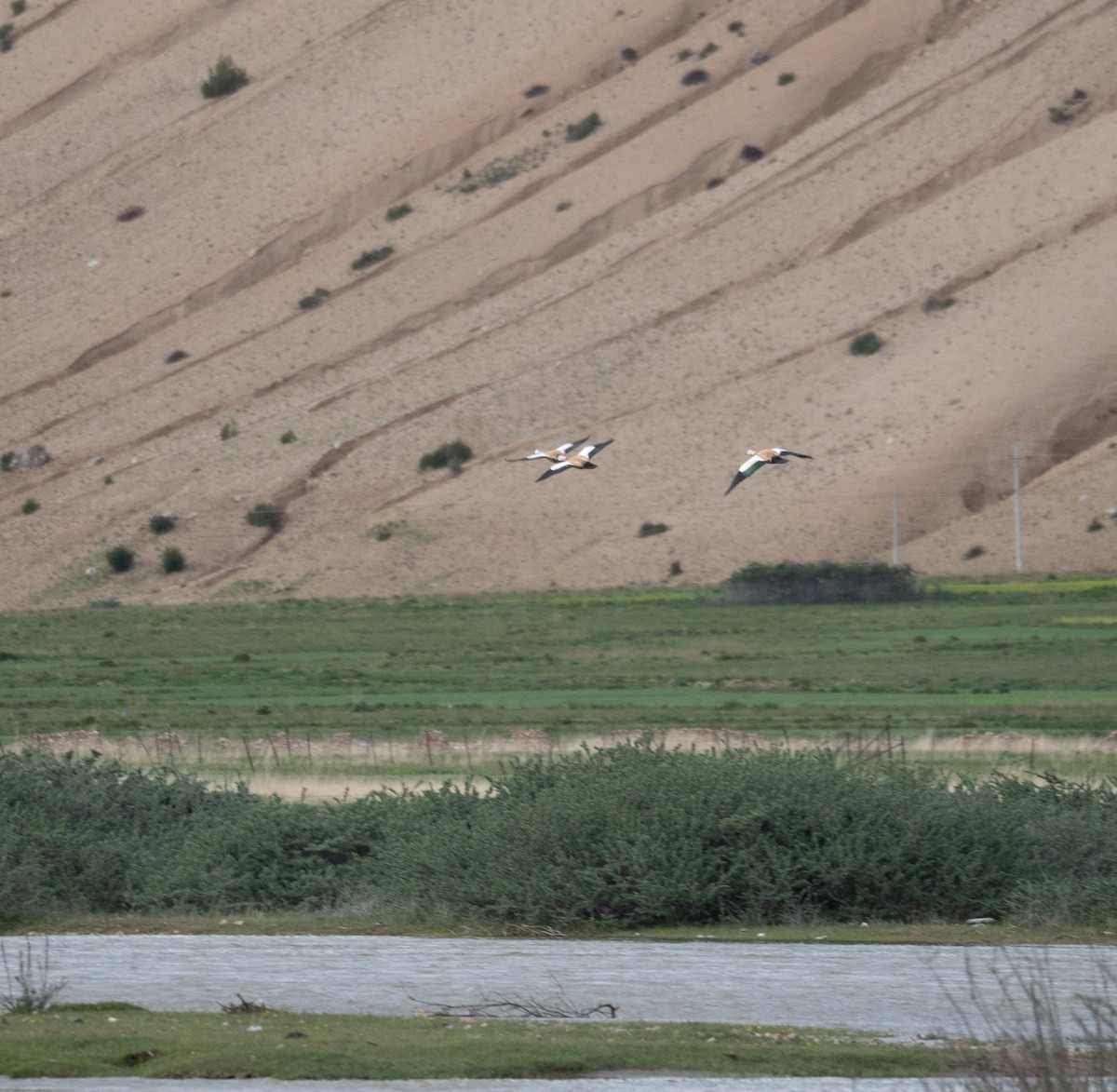 Огарь - ML644661174