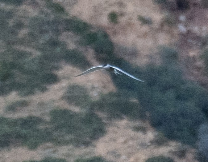 Common Tern - ML644661176