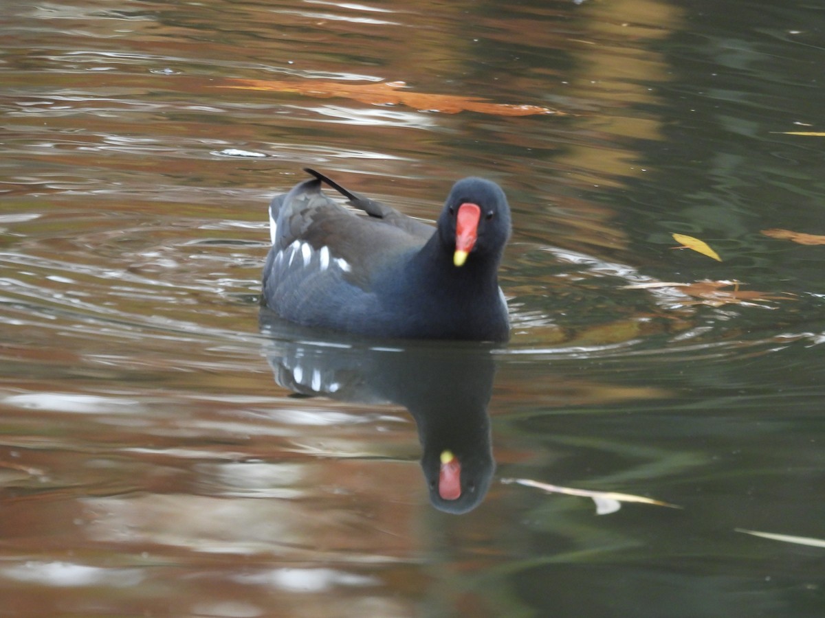 Хажилгат түнжүүр - ML644661177