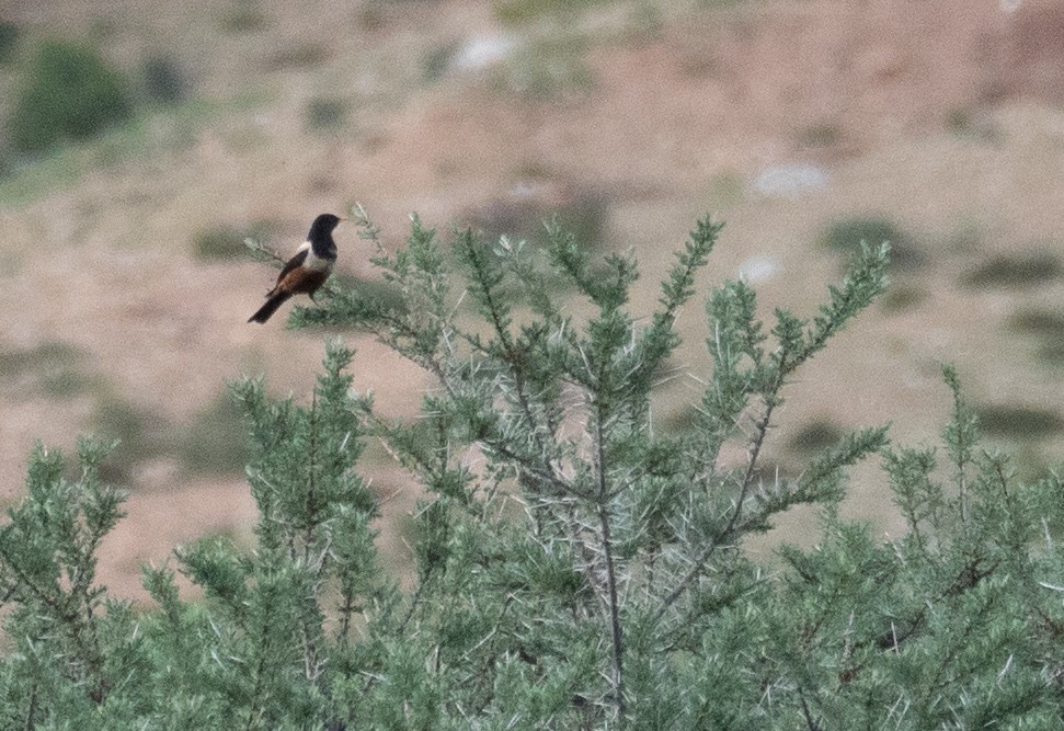 チャイロツグミ - ML644661178