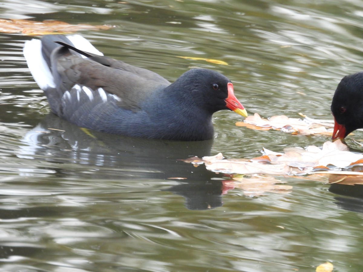 Хажилгат түнжүүр - ML644661179