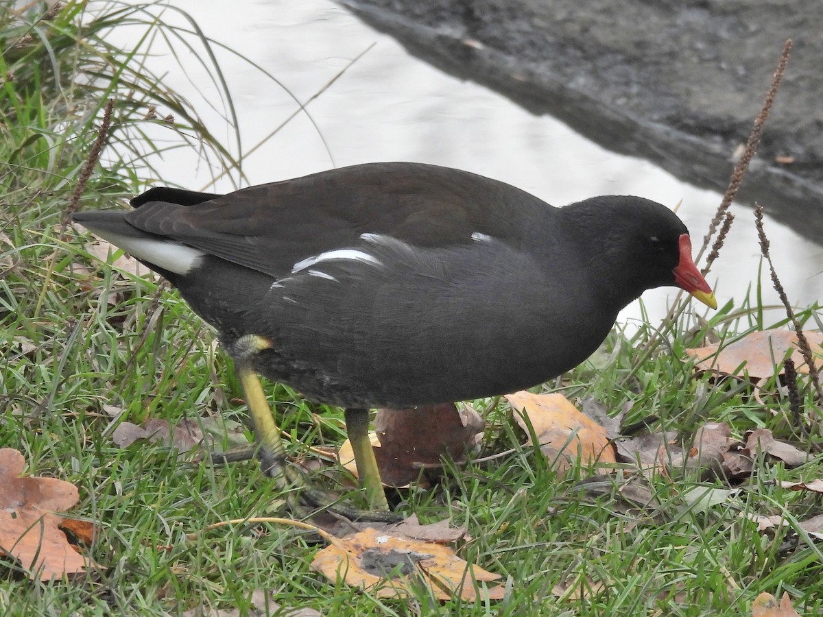 Хажилгат түнжүүр - ML644661181