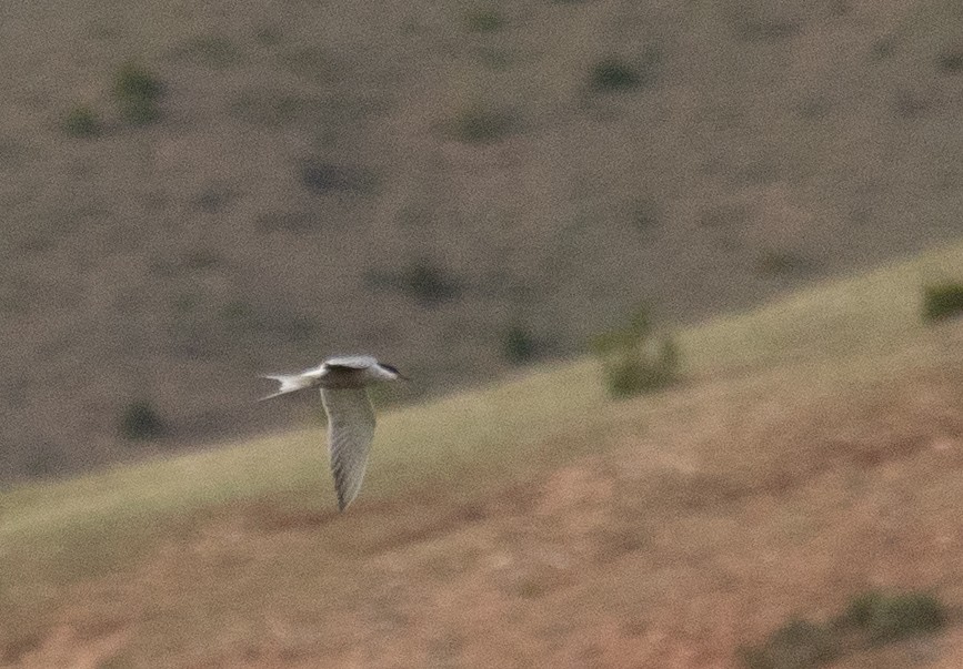 Common Tern - ML644661185