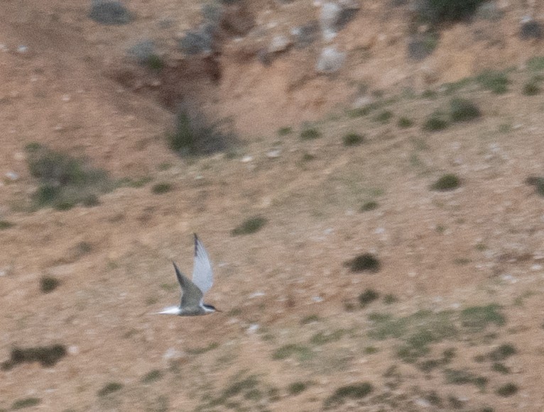 Common Tern - ML644661186