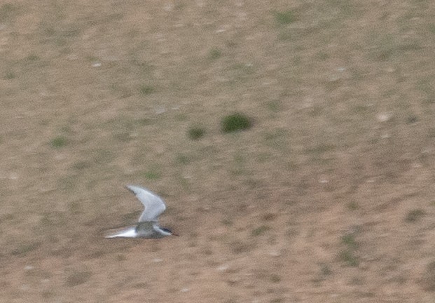 Common Tern - ML644661187