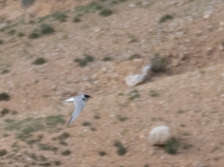 Common Tern - ML644661188