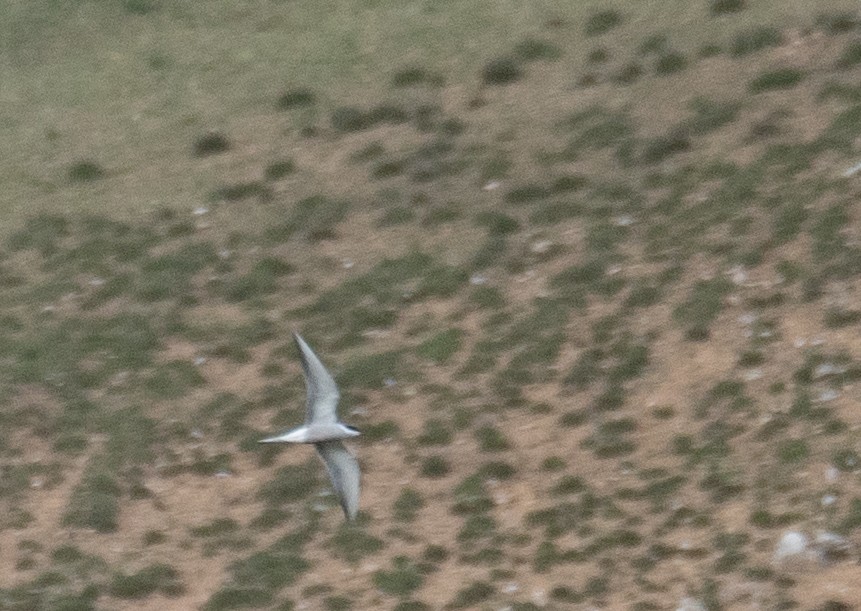 Common Tern - ML644661189