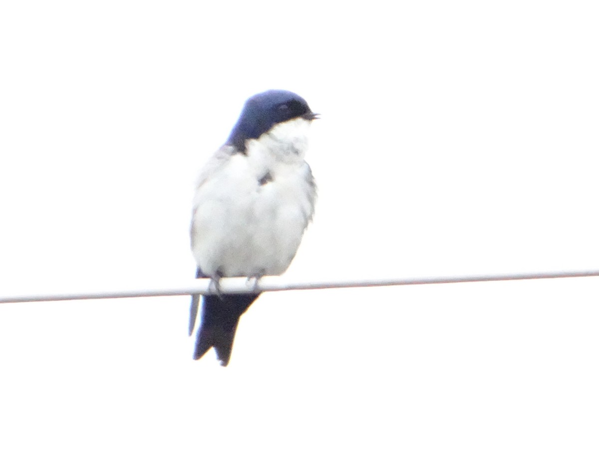 Blue-and-white Swallow - ML644661190