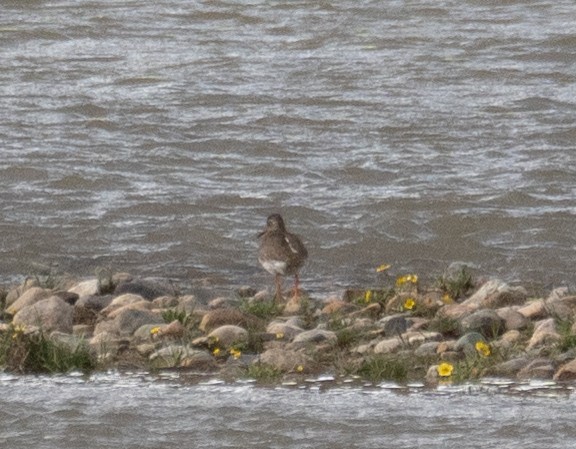 アカアシシギ - ML644661195