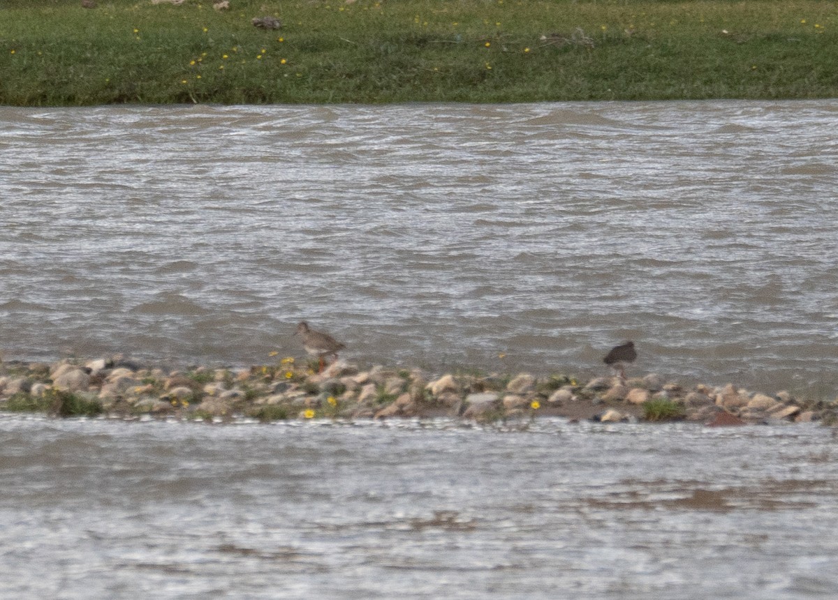 アカアシシギ - ML644661196