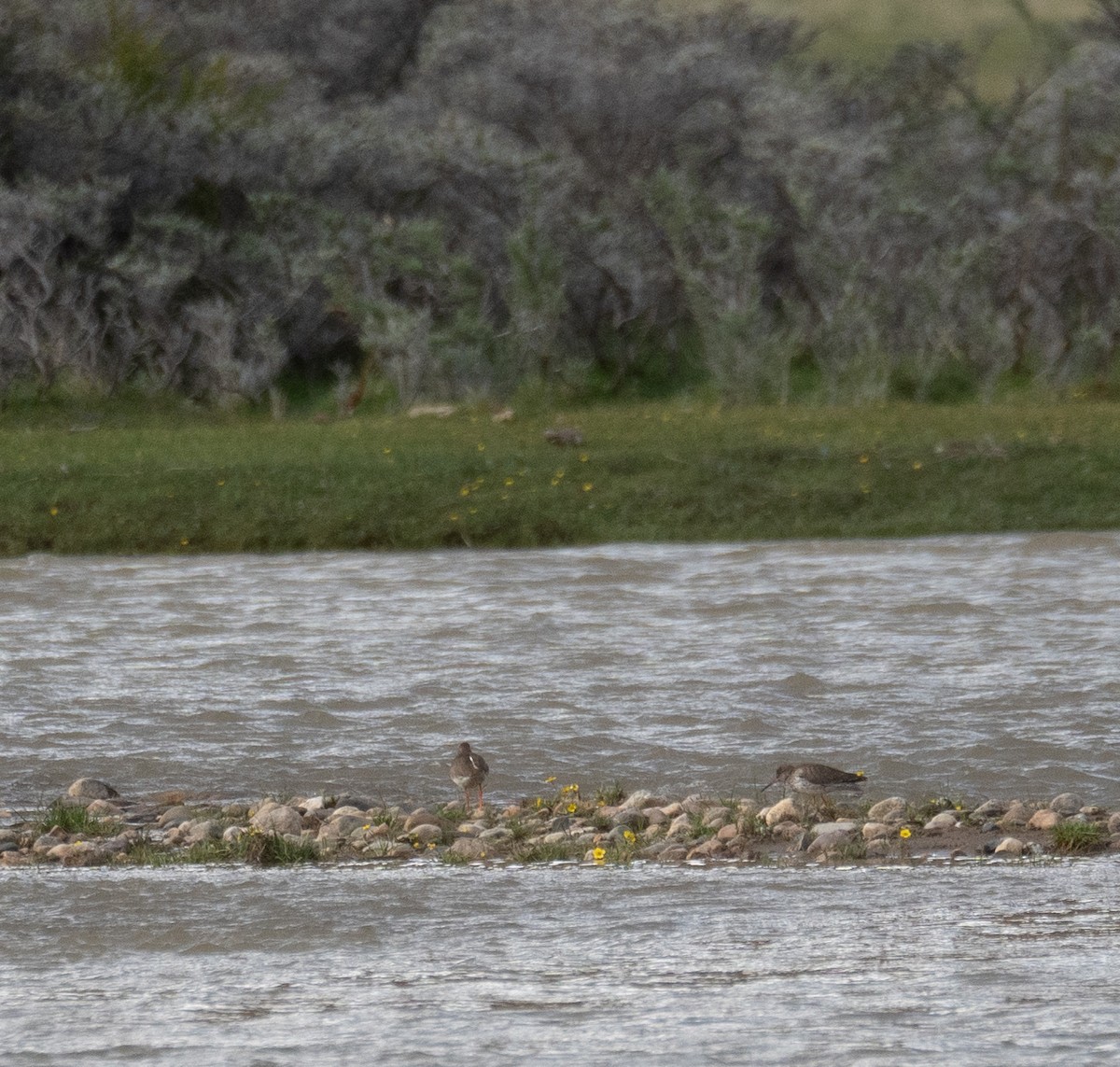 アカアシシギ - ML644661197