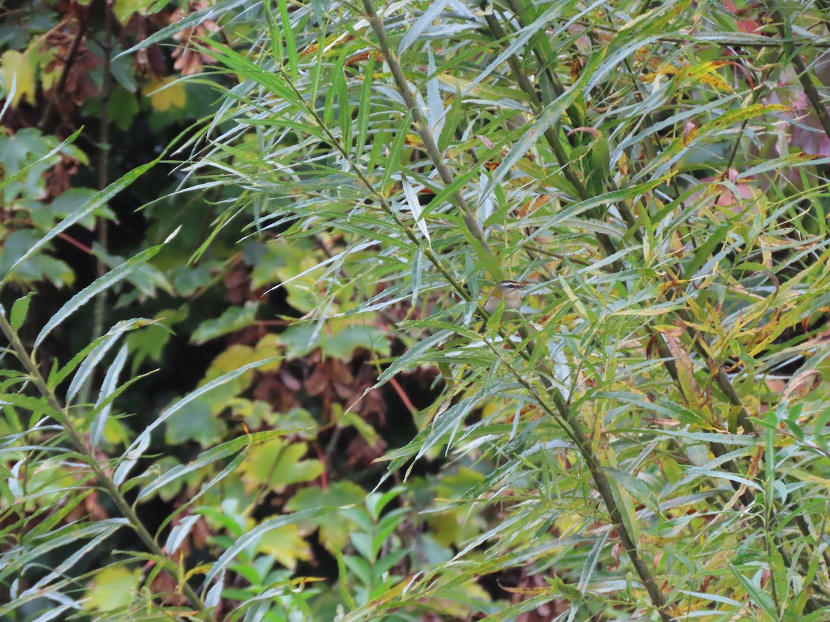 Common Firecrest - ML644661201