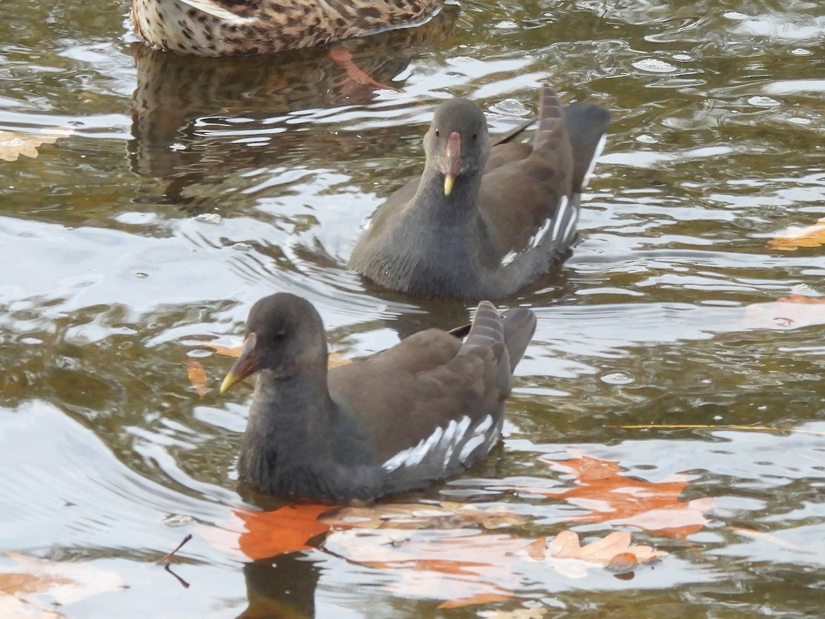 Хажилгат түнжүүр - ML644661205