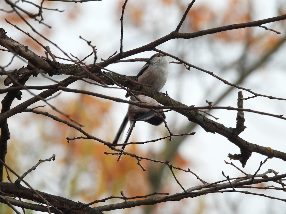 エナガ - ML644661243