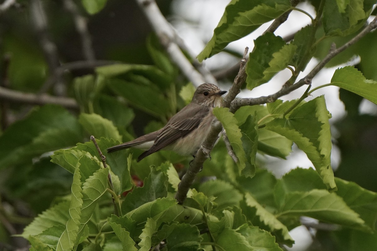 Бөртөт намнаахай - ML644661247