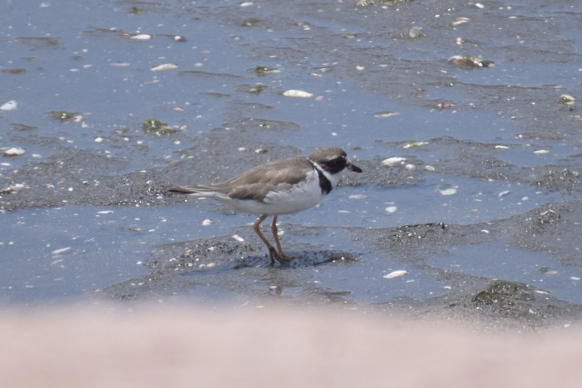 Semipalmated Plover - ML644661249