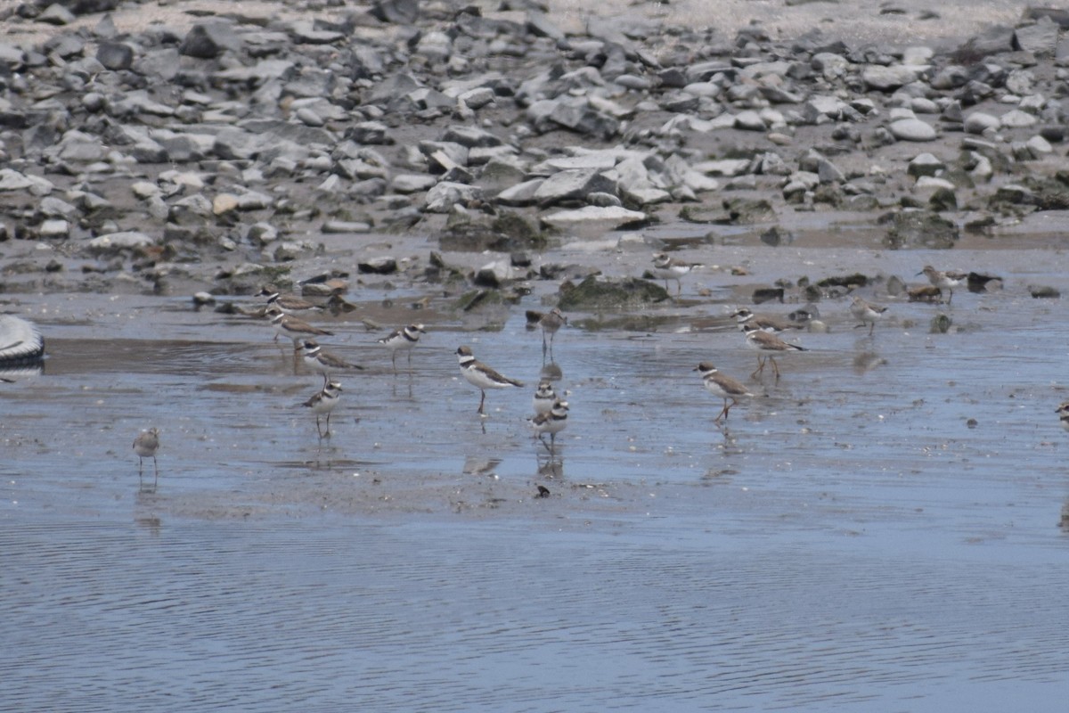 Semipalmated Plover - ML644661250