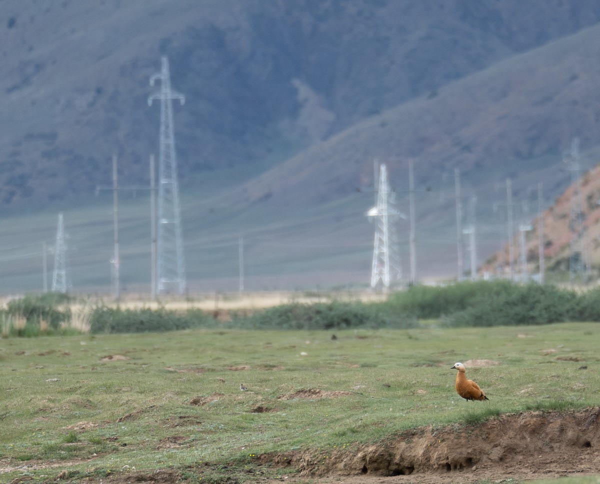 Огарь - ML644661254