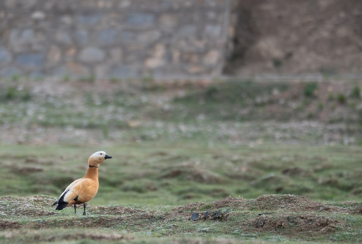 Огарь - ML644661262