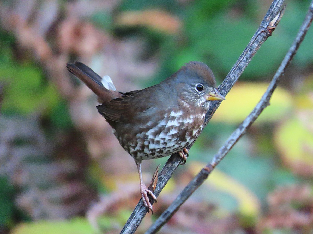 Fox Sparrow - ML644661264