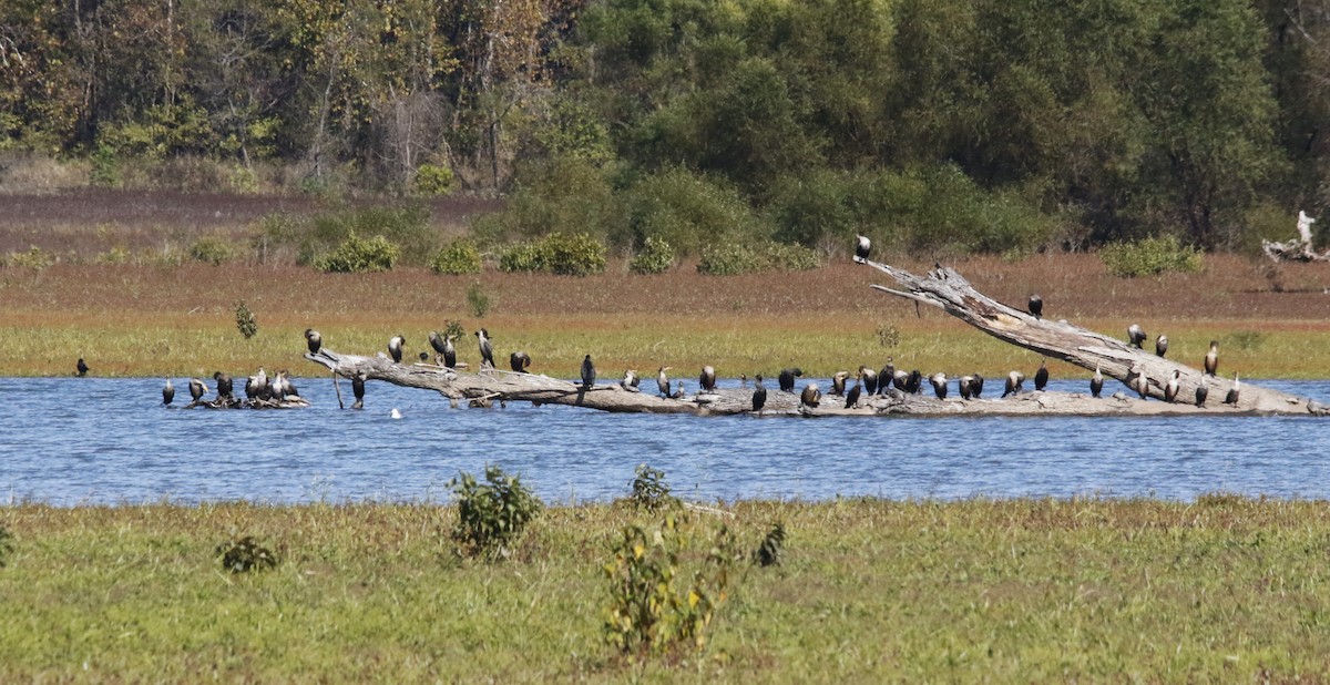Cormoran à aigrettes - ML644661268