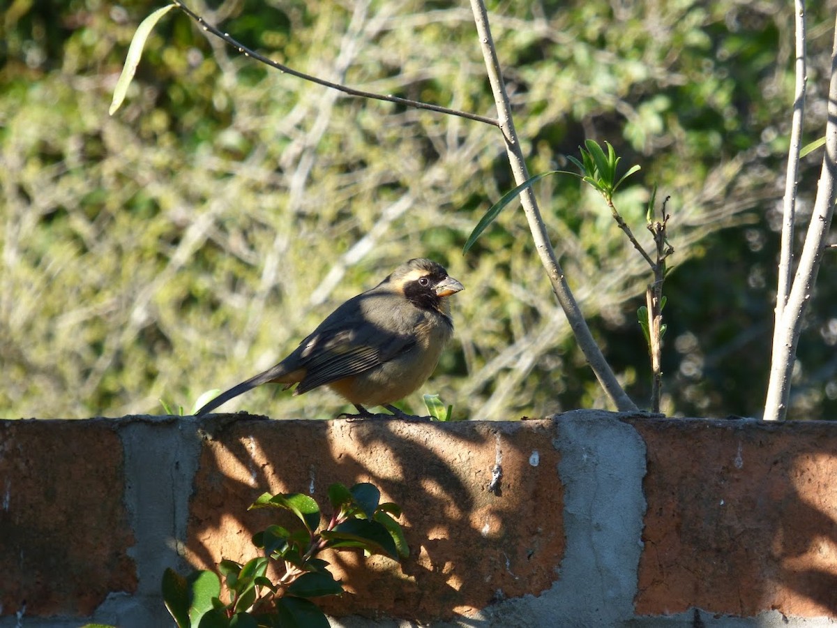 Golden-billed Saltator - ML644661279