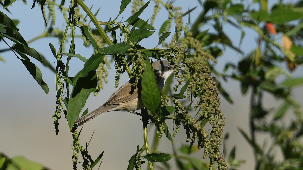 pěnice pokřovní - ML644661286