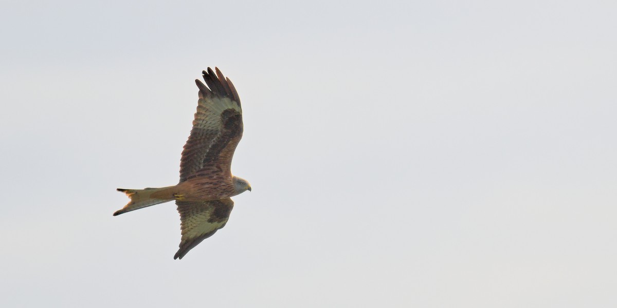 Red Kite - ML644661290