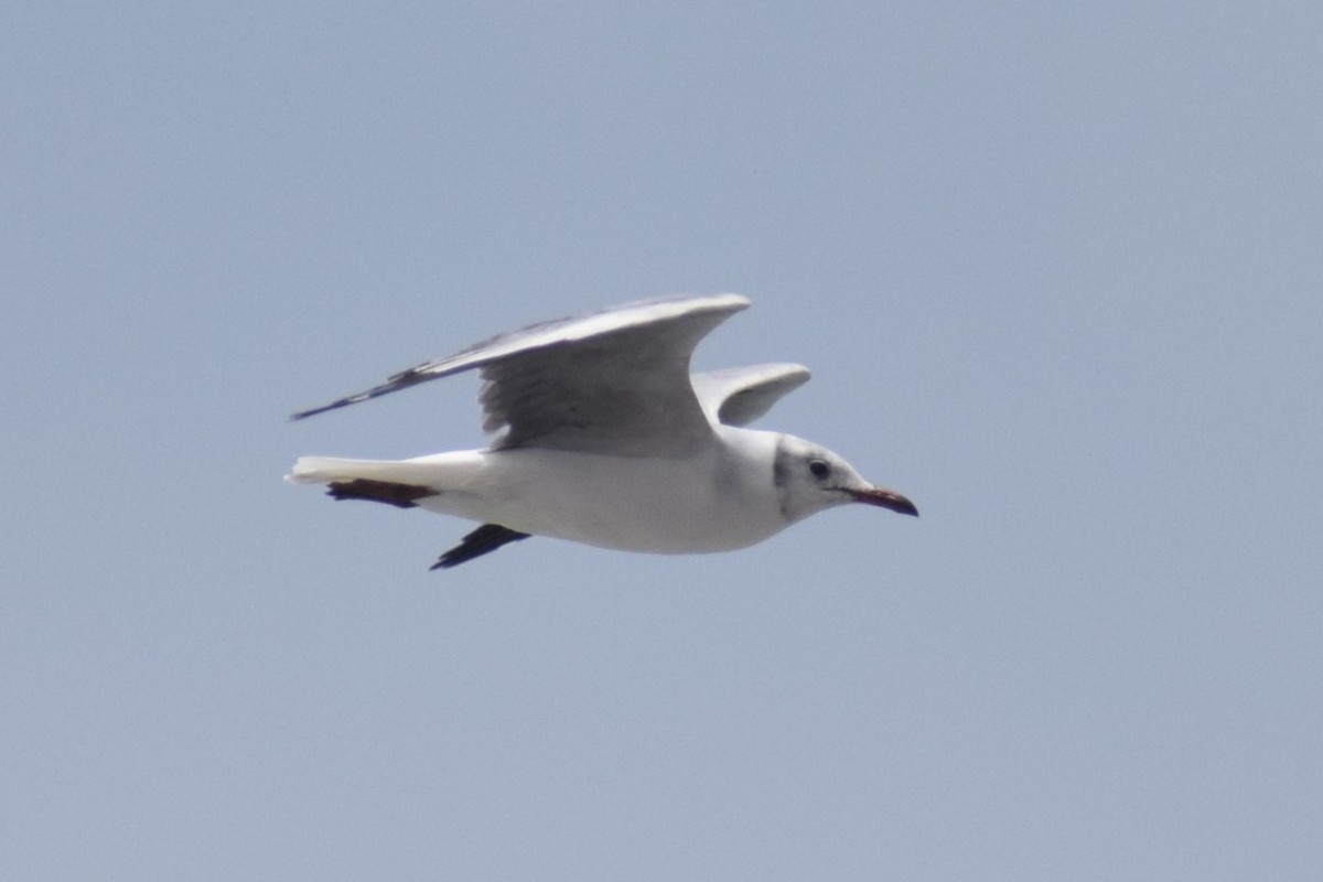 Мартин сіроголовий - ML644661291