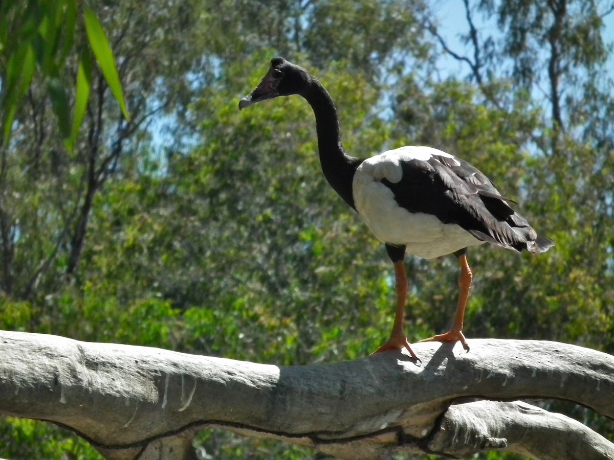 Magpie Goose - ML644661296