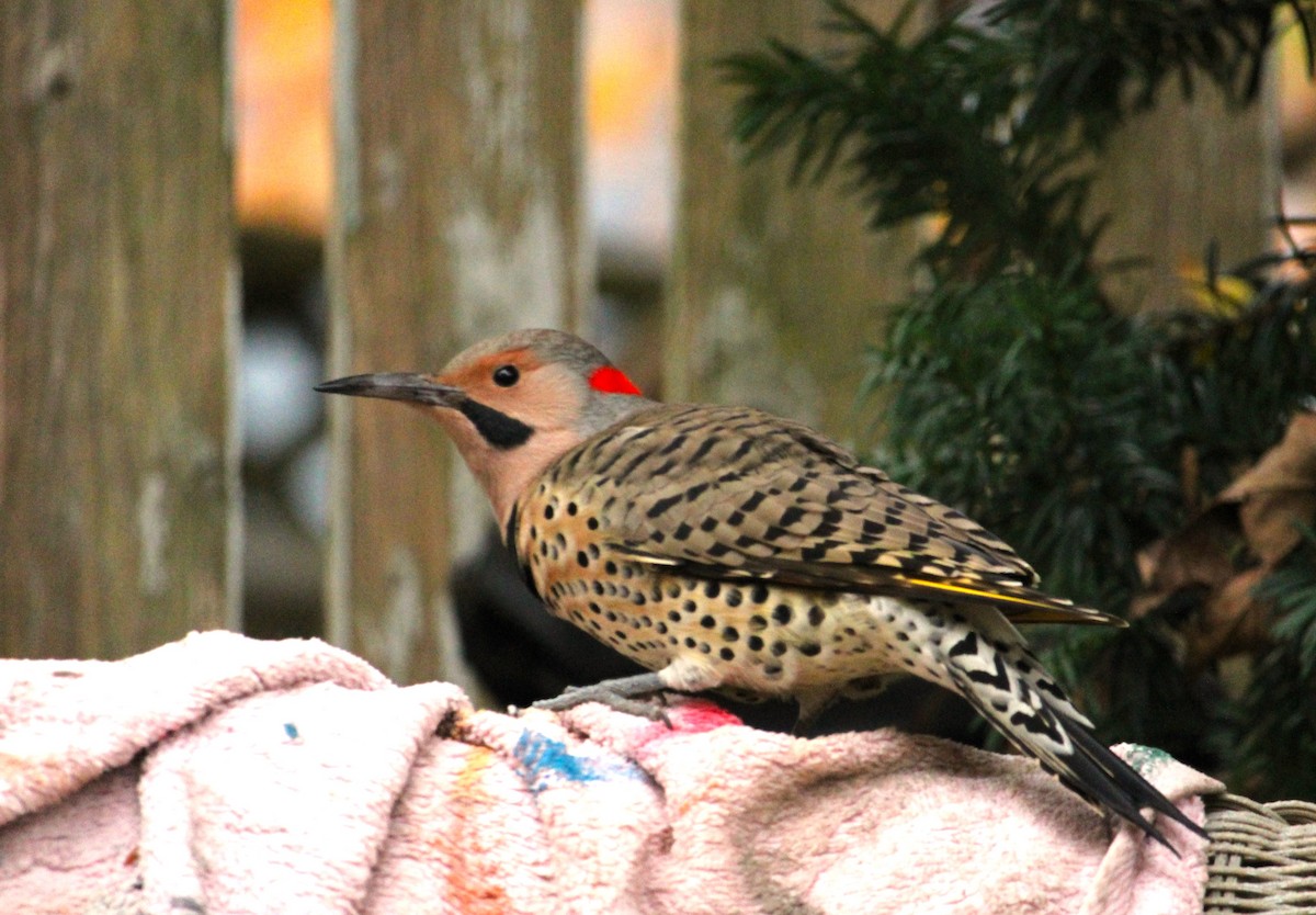 Northern Flicker - ML644661311