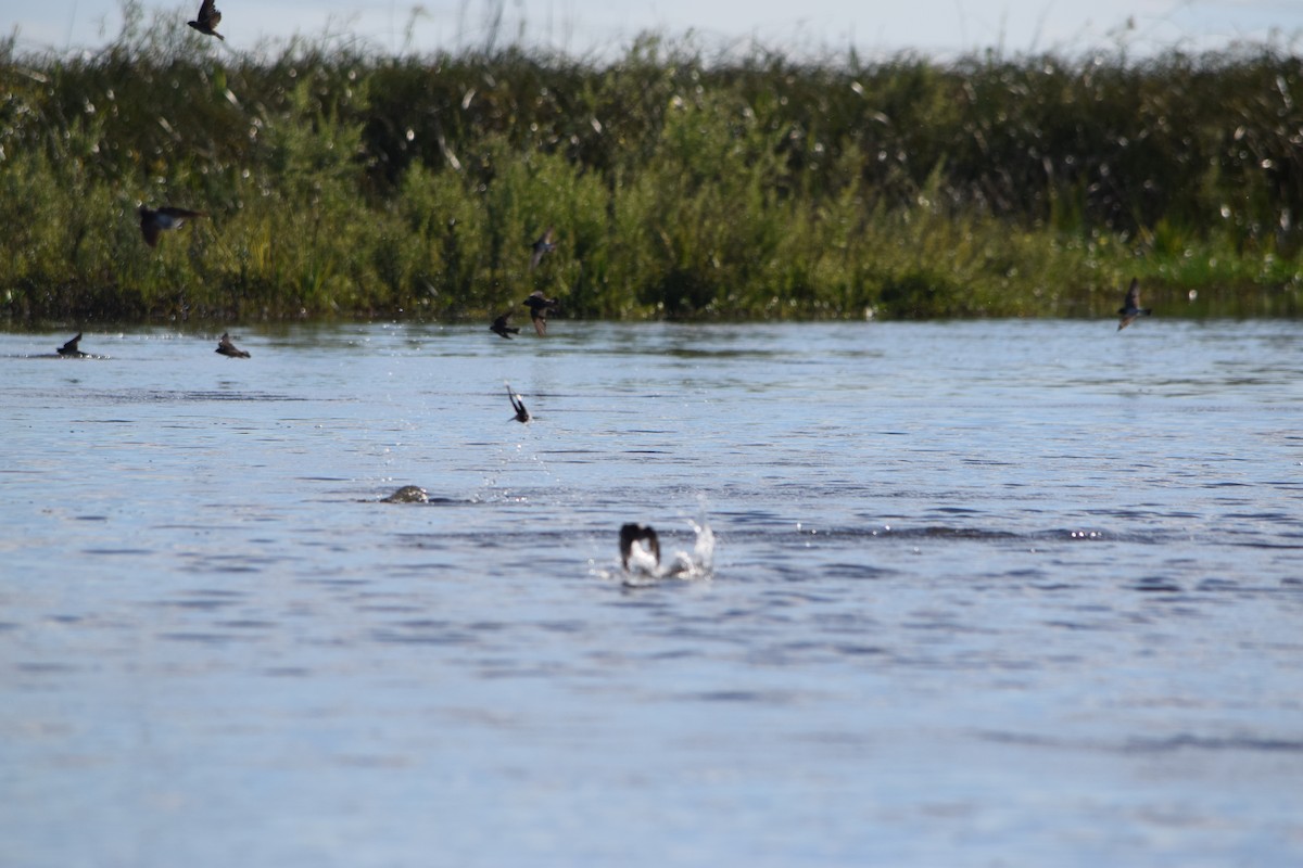 Golondrina Risquera - ML644661317