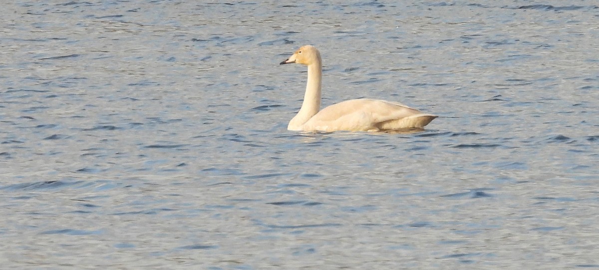 ברבור שר - ML644661318