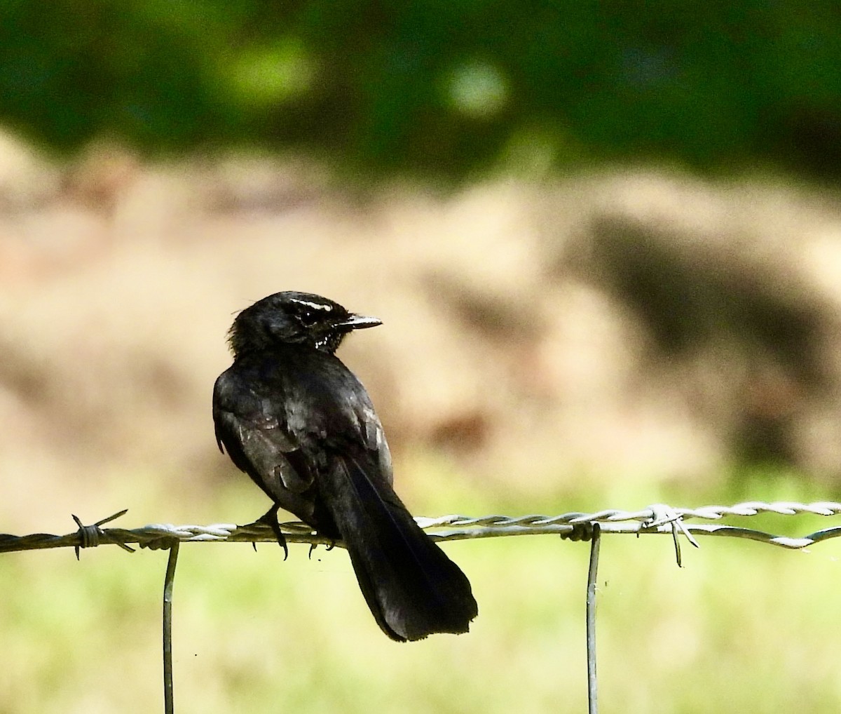 Чёрно-белая веерохвостка - ML644661323