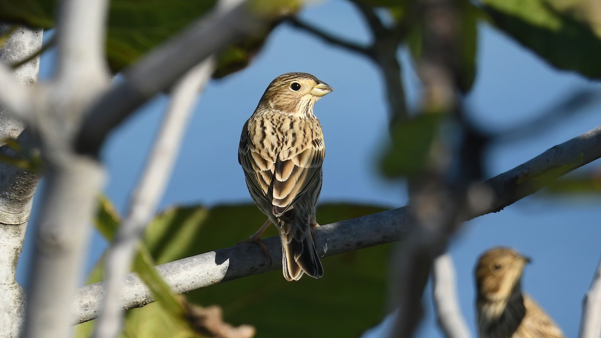 strnad luční - ML644661337