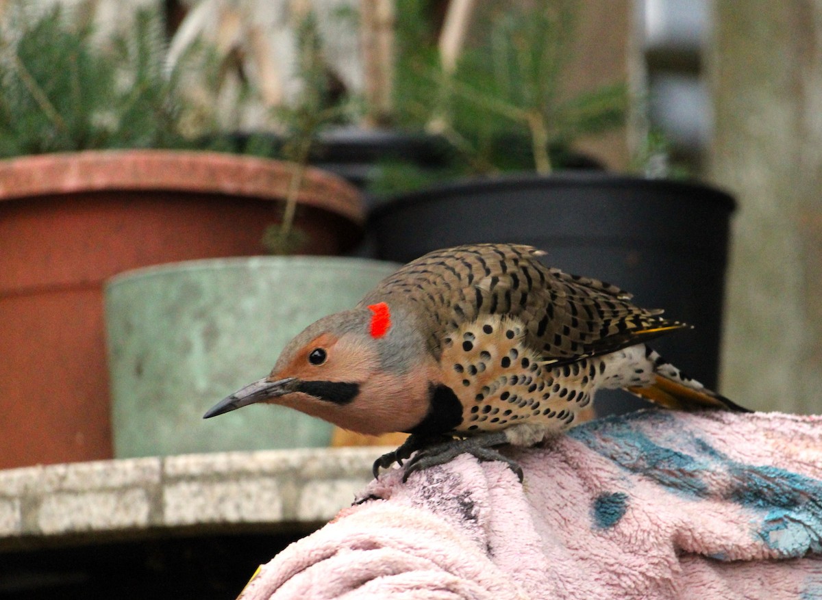 Northern Flicker - ML644661342