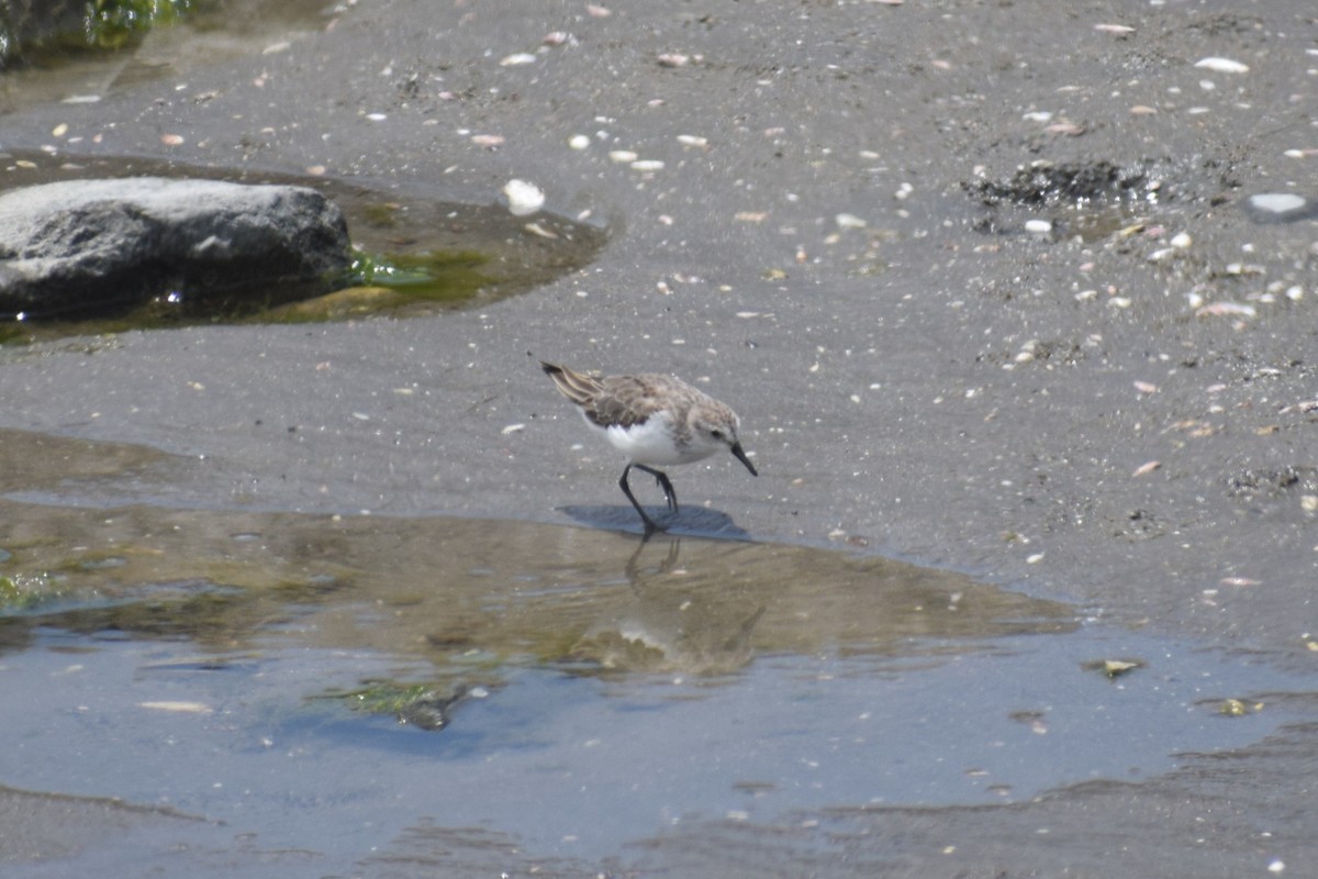 sandsnipe - ML644661354