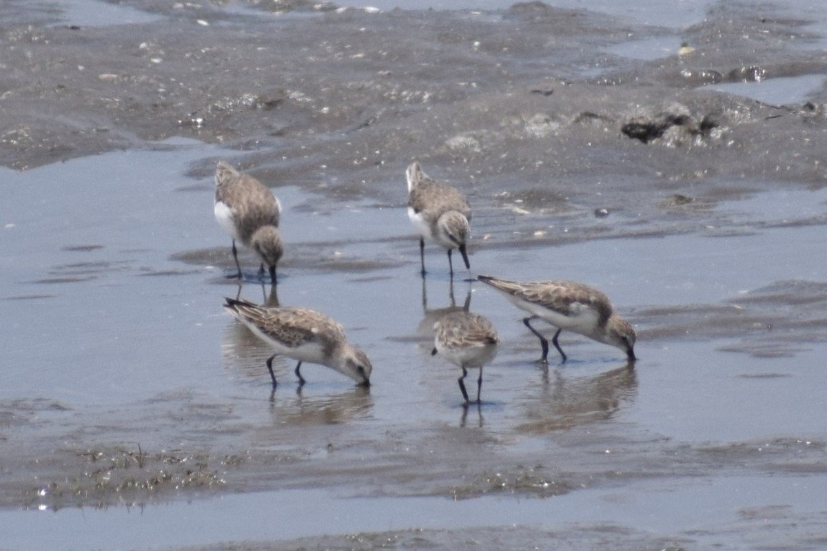 sandsnipe - ML644661355