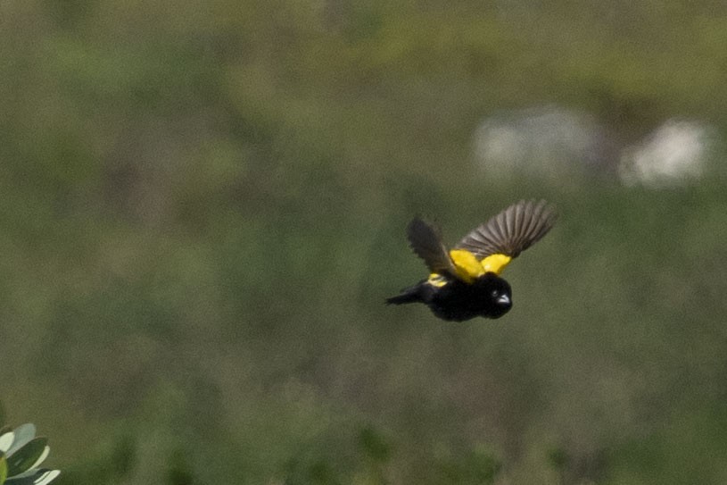 Yellow Bishop (Yellow) - ML644661373
