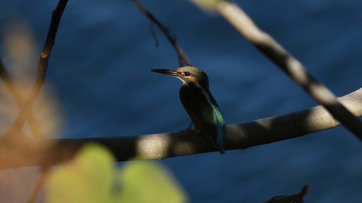 ledňáček říční - ML644661376