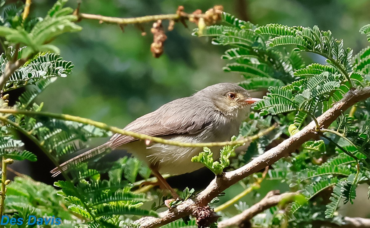 Buff-bellied Warbler - ML644661379