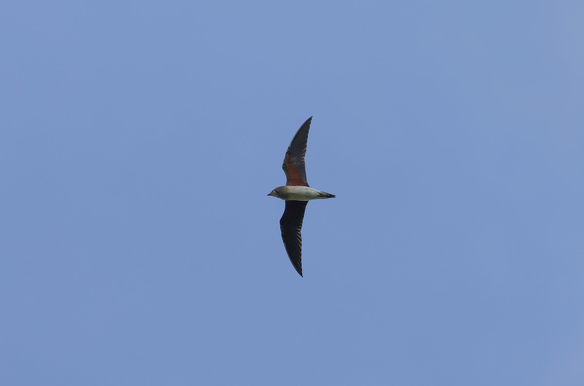 orientbrakksvale - ML644661387