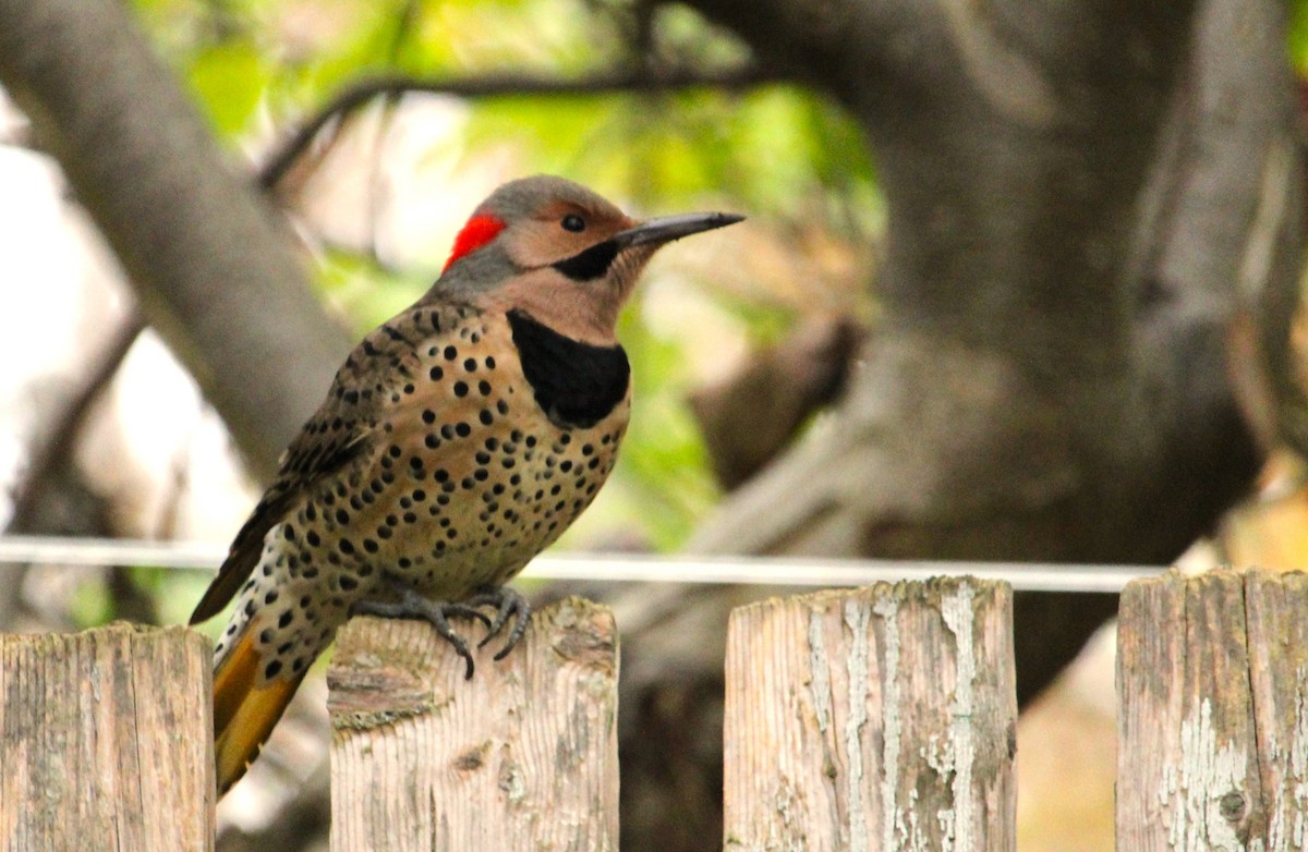 Northern Flicker - ML644661388