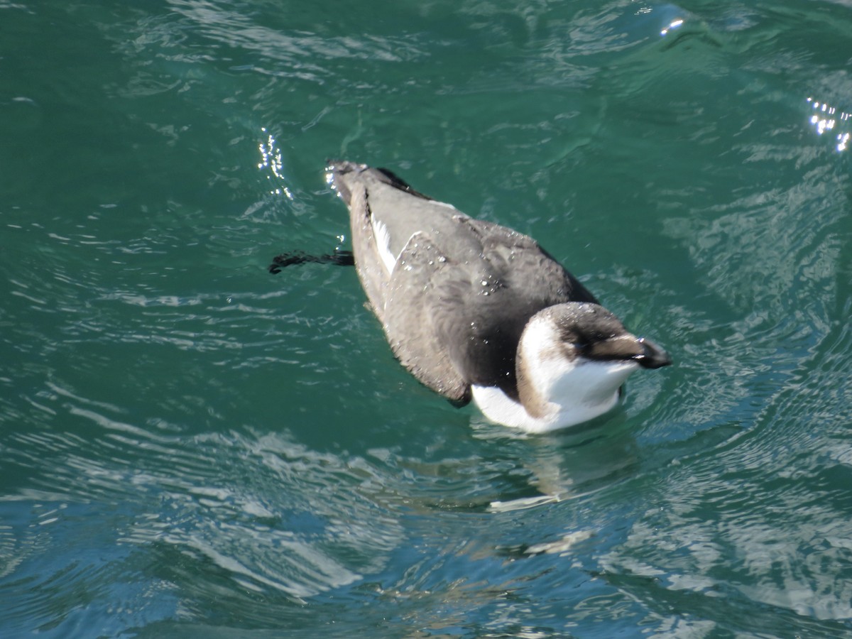 Razorbill - ML644661392