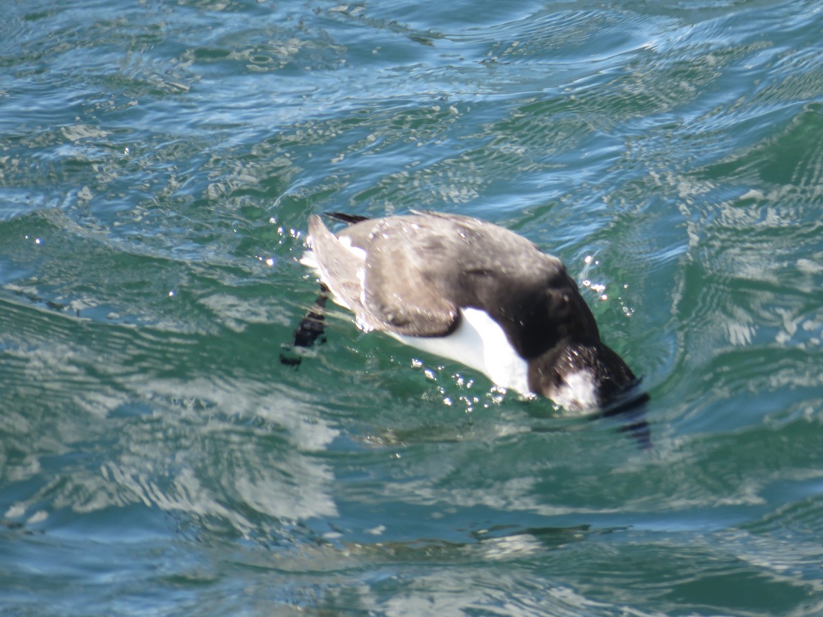 Razorbill - ML644661393