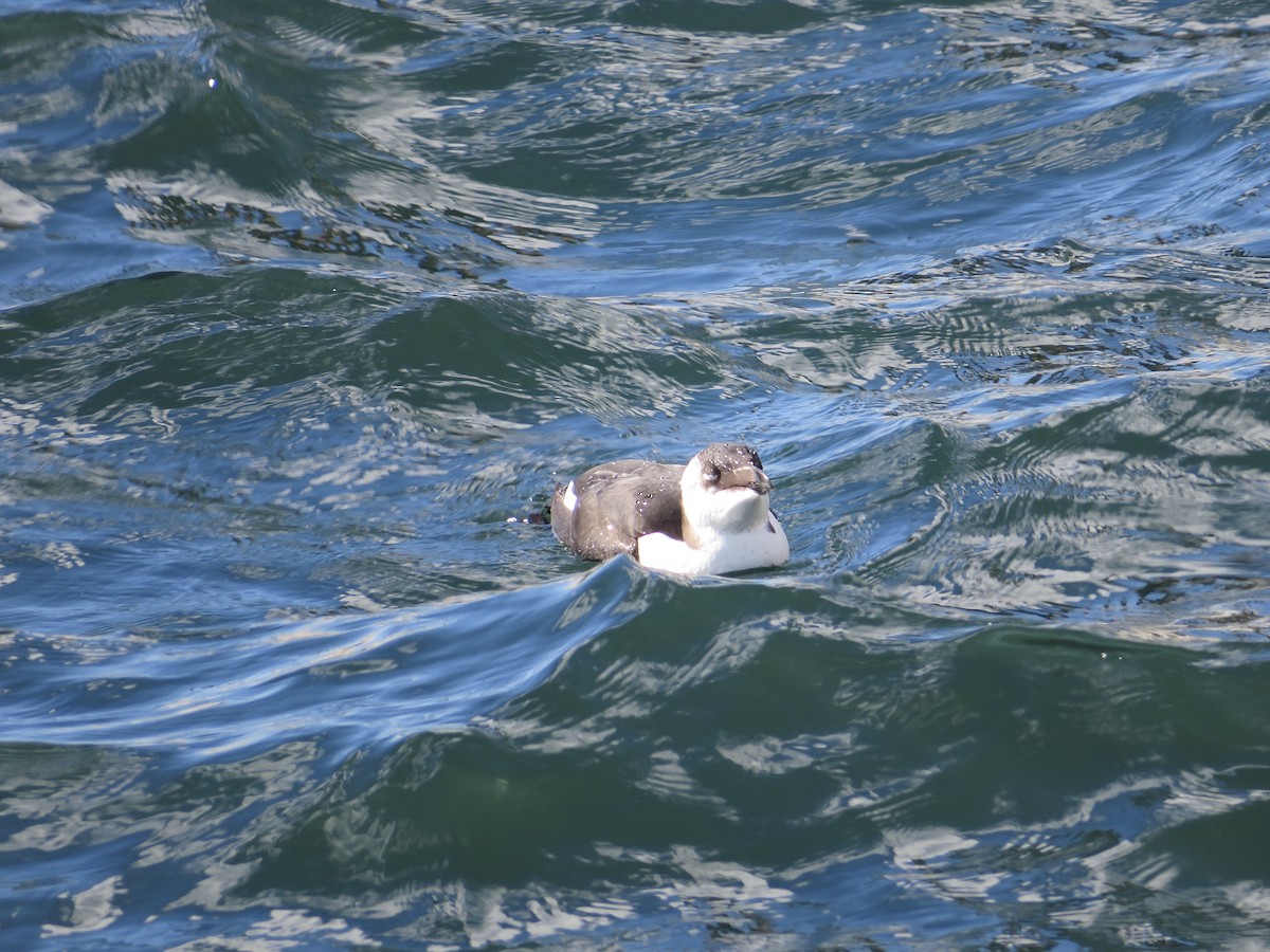 Razorbill - ML644661394