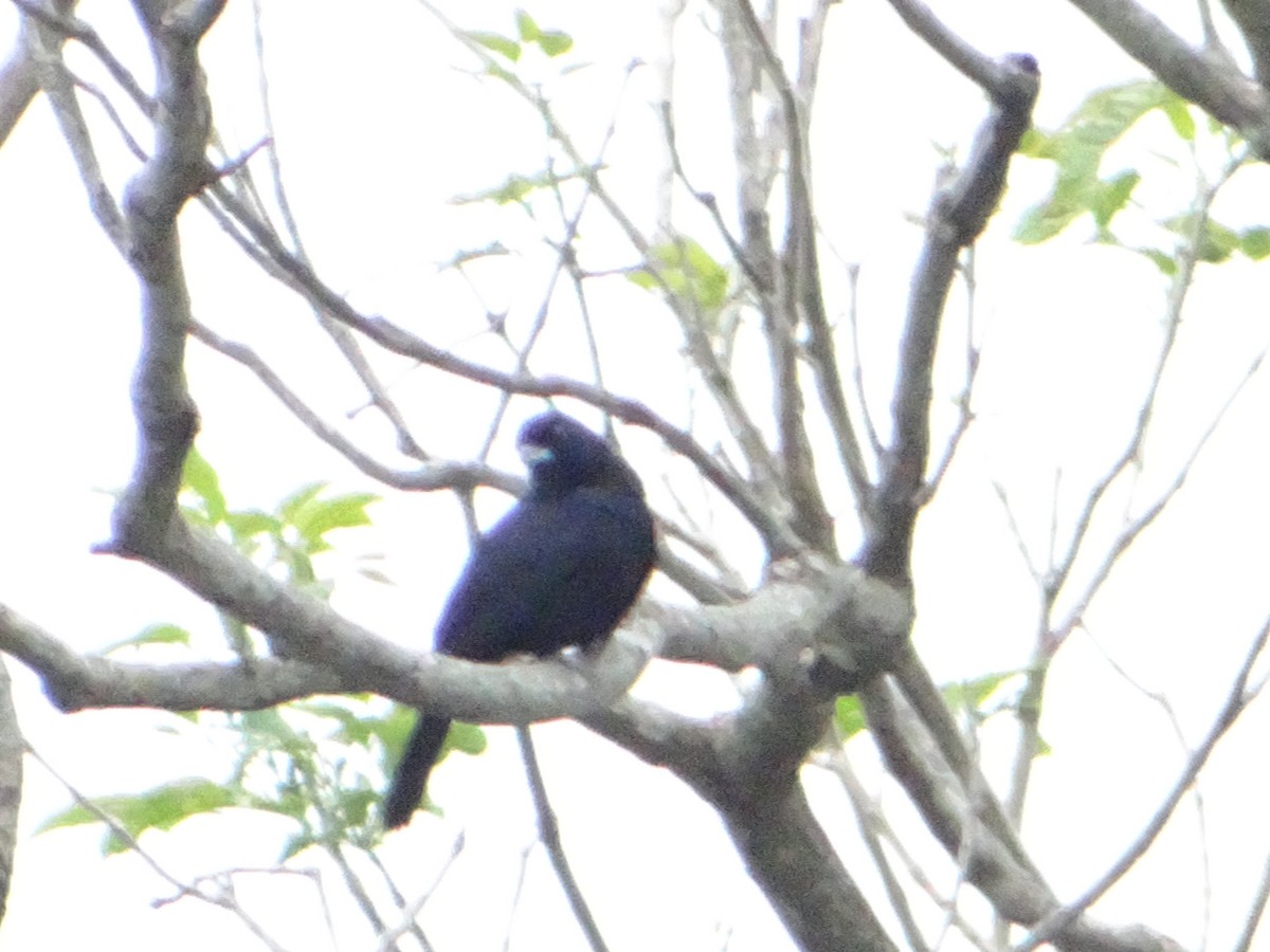 Ruby-crowned Tanager - ML644661395